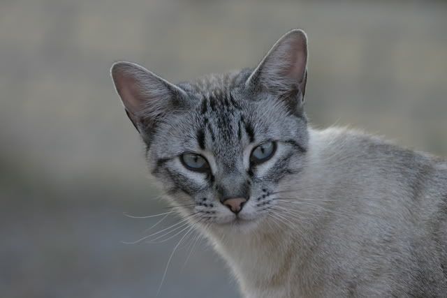 cat-urinating-on-bed-laundry